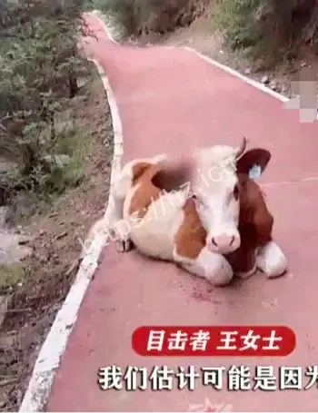 甘肃焉支山黄牛山坡滑落